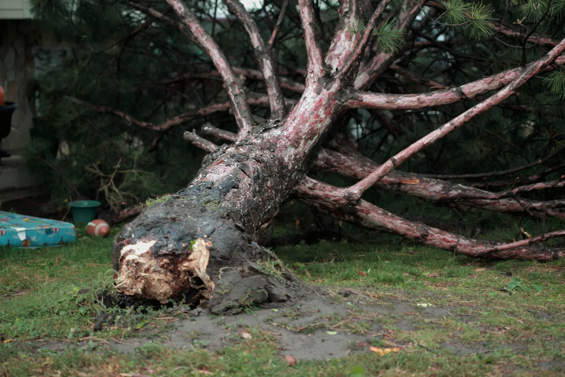 Common Causes Of Tree Emergencies In The UK