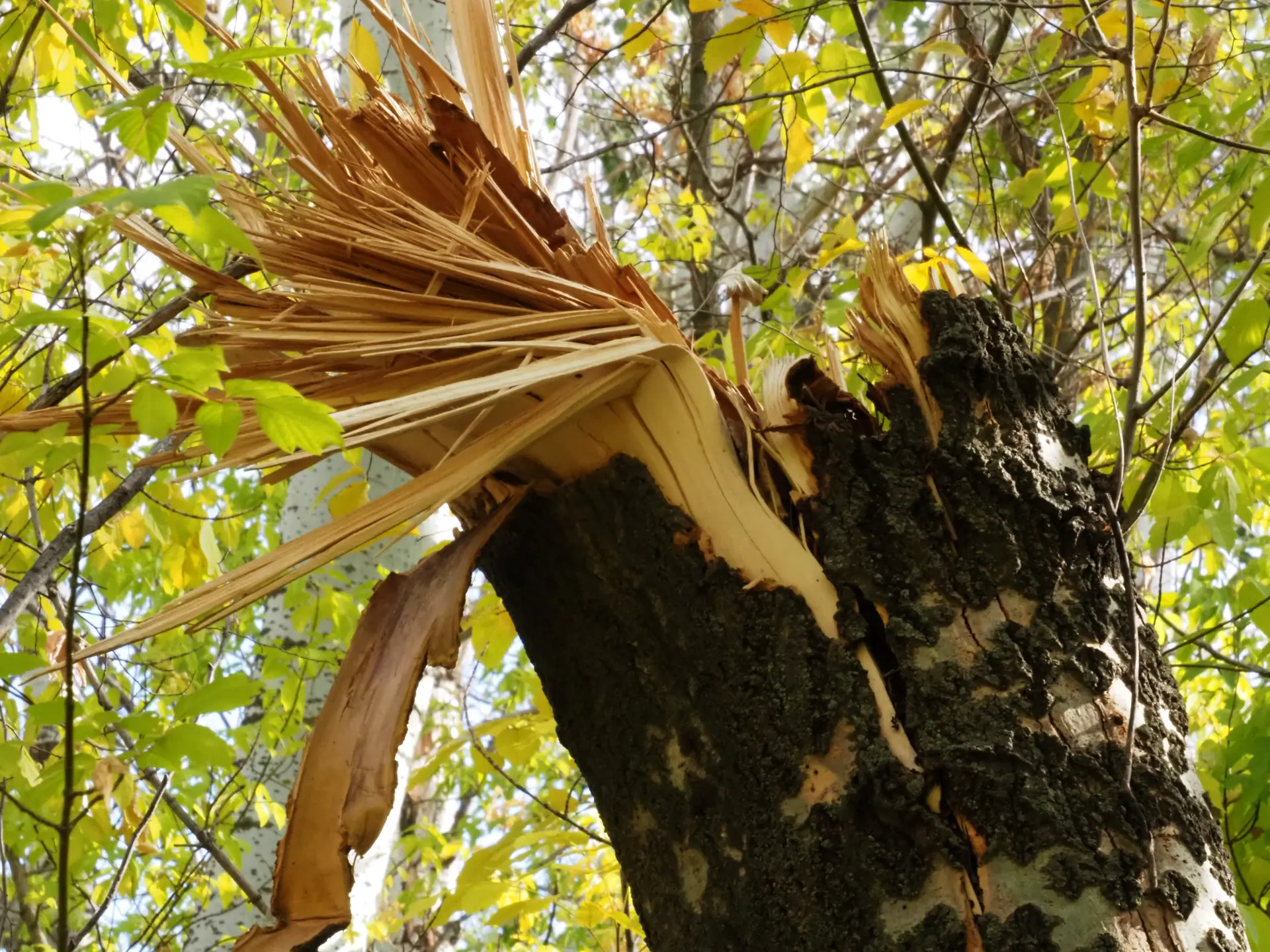 Storm Damage Tree Repair And Removal