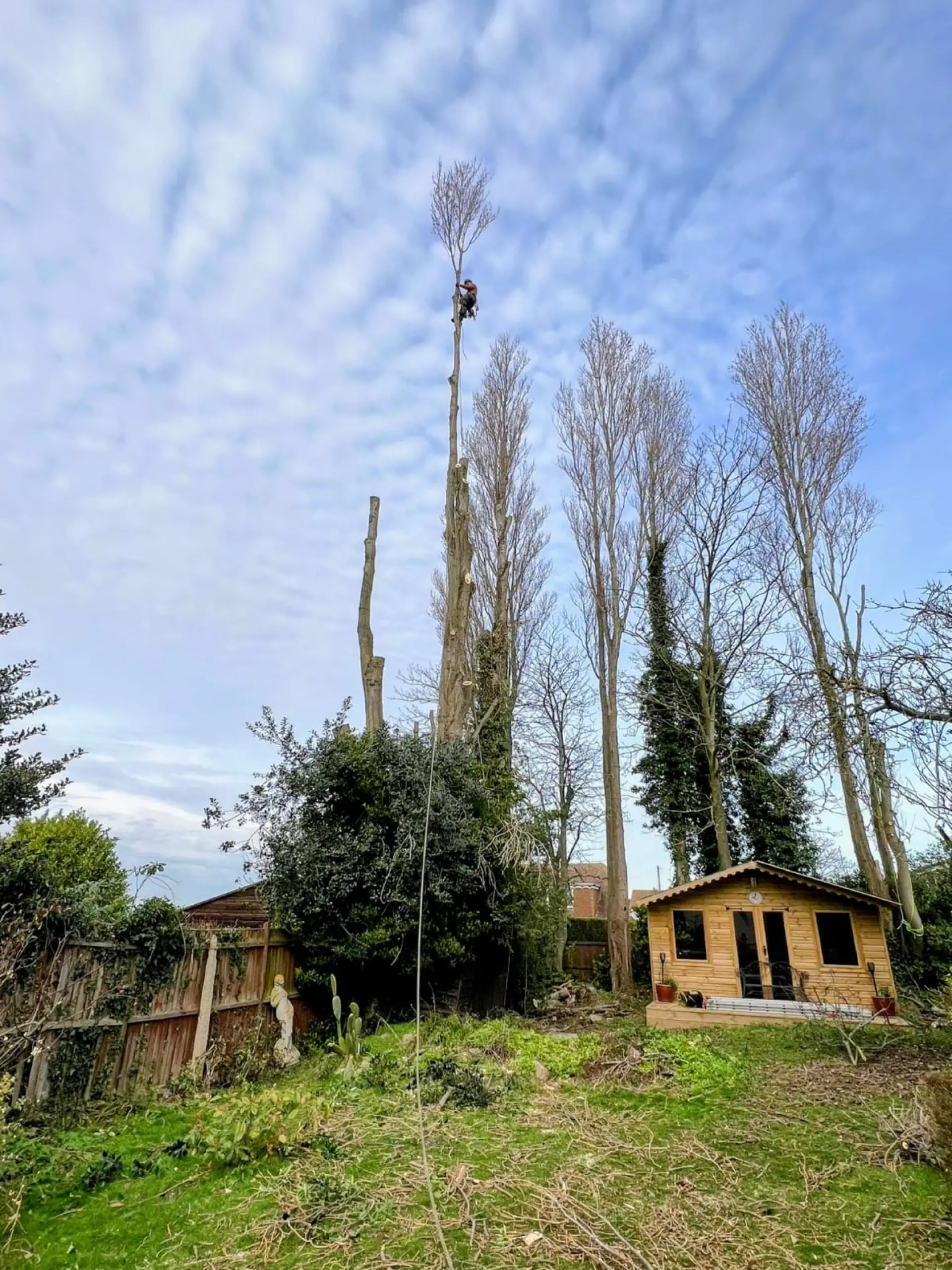 Tree Surgeons In Maidstone, Sittingbourne, Faversham, Bearsted