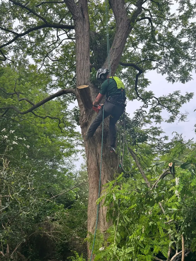 Our Tree Surgery Work