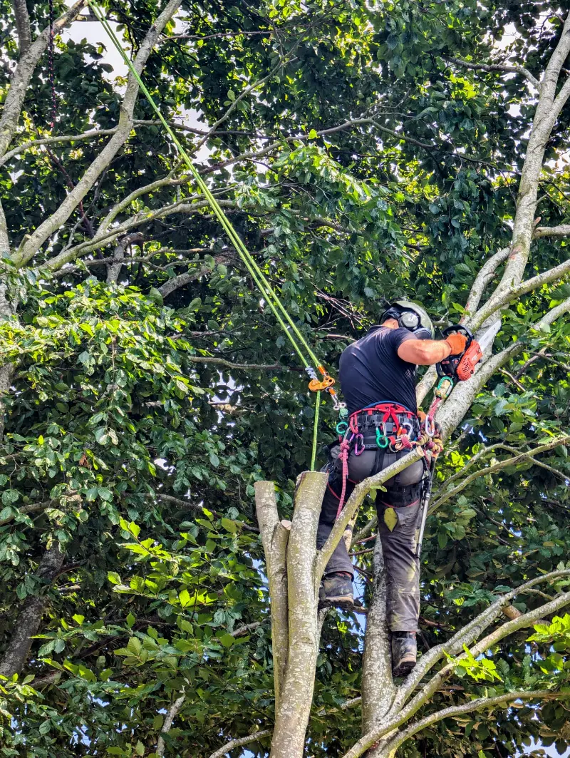 Tree Surgeons Sittingbourne