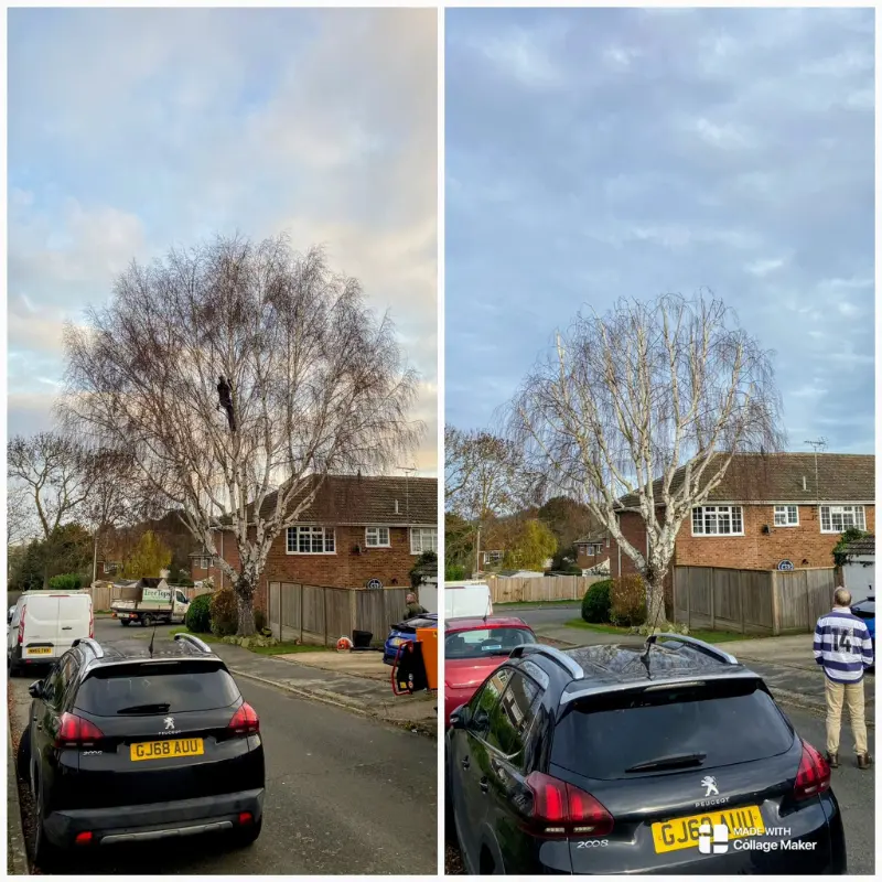 Tree Crown Pruning Sittingbourne, Faversham, Bearsted