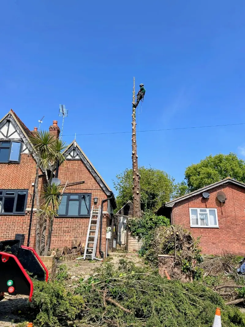 Tree Removal Sittingbourne, Faversham, Bearsted