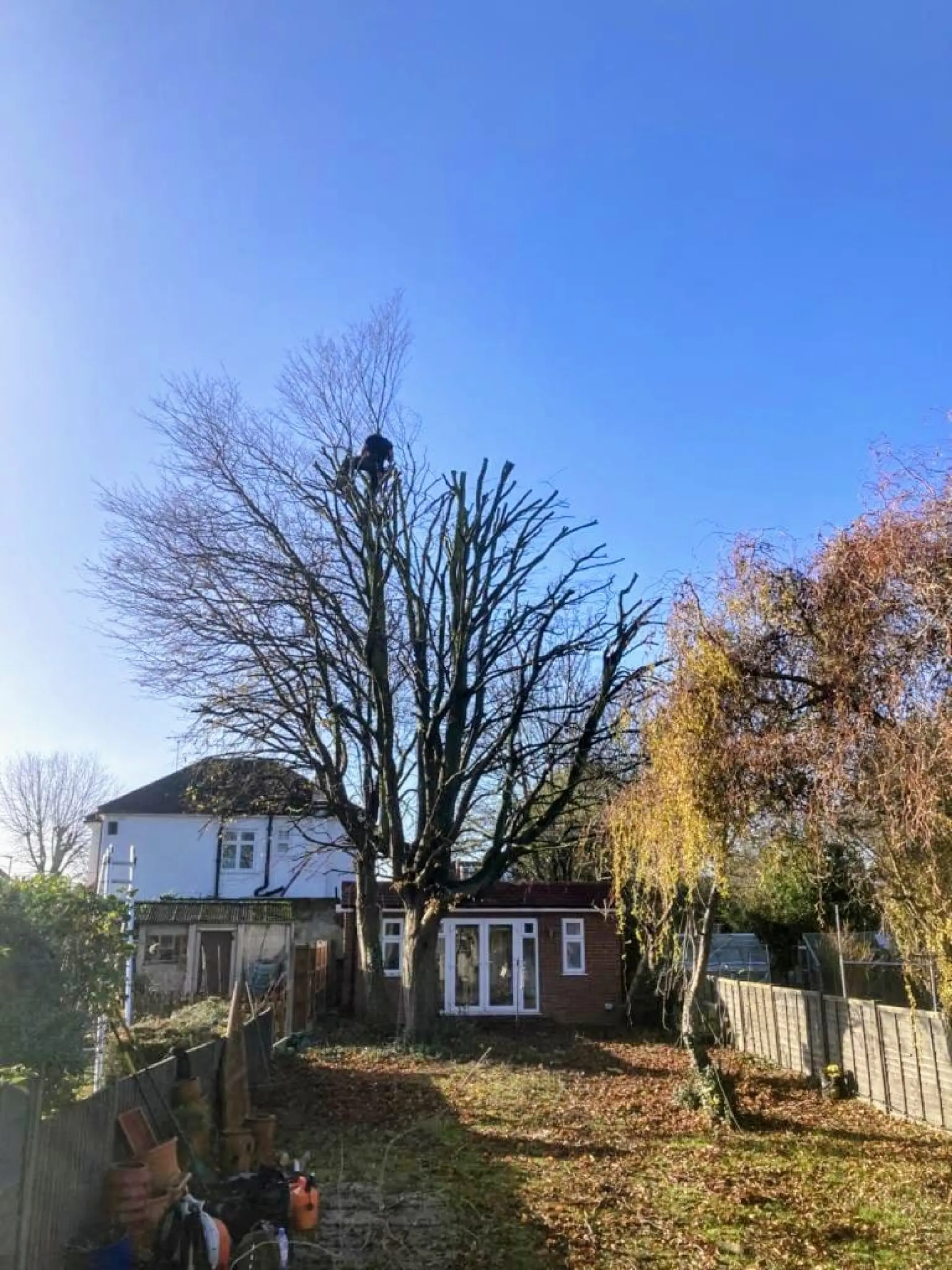 Tree Crown Pruning Sittingbourne, Faversham, Bearsted