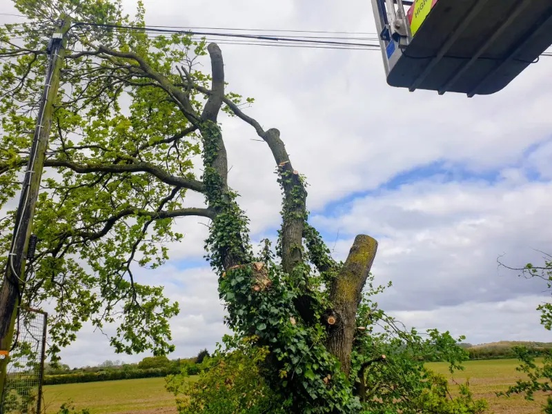Tree Removal In Sittingbourne, Faversham, Bearsted