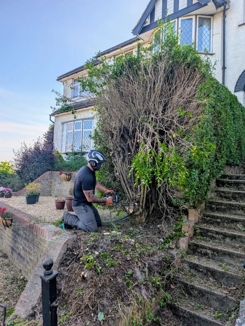 Hedge Removal Services Sittingbourne, Faversham, Bearsted 