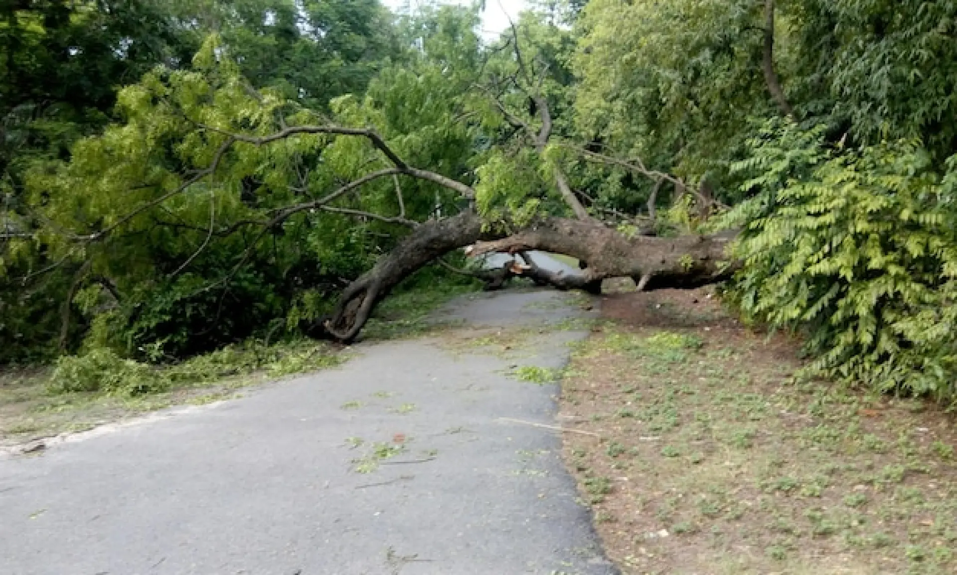 When the Council Is Responsible for a Fallen Tree