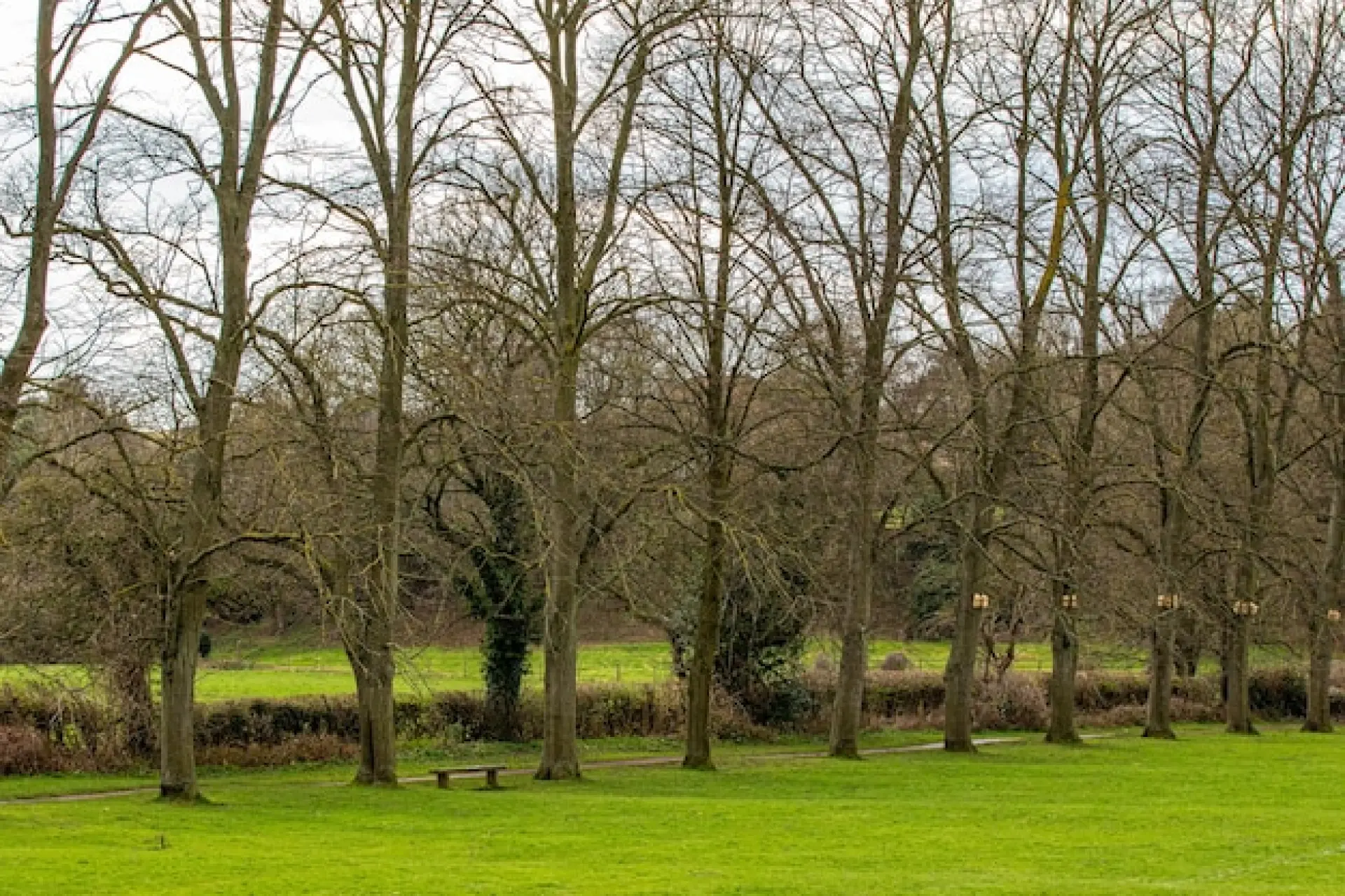 Nearby Trees - Tree Safety After a Storm 